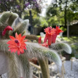 Monkey Tail Cactus Live Plant - 2 Inch Pot - Drought-Tolerant Succulent