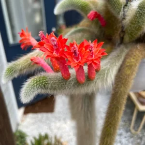 Monkey Tail Cactus Live Plant - 2 Inch Pot - Drought-Tolerant Succulent