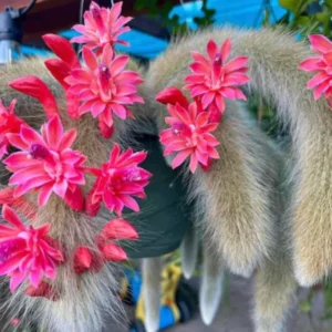 Monkey Tail Cactus Live Plant - 2 Inch Pot - Drought-Tolerant Succulent