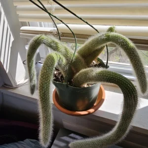 Monkey Tail Cactus Live Plant - 2 Inch Pot - Drought-Tolerant Succulent