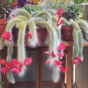 Monkey Tail Cactus Live Plant Rooted 2 Inch Pot Succulent