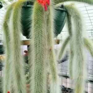 Monkey Tail Cactus Live Plant Rooted 2 Inch Pot Succulent