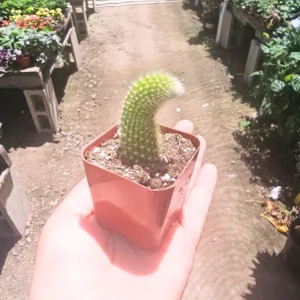 Monkey Tail Cactus Live Plant Rooted 2 Inch Pot Succulent