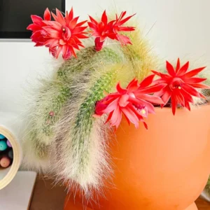 Monkey Tail Cactus Plant Live 6-8 Inch Rare Succulent Bareroot Trailing