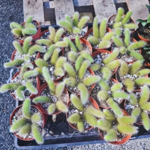 Monkey Tail Cactus Plant Live 6-8 Inch Rare Succulent Bareroot Trailing