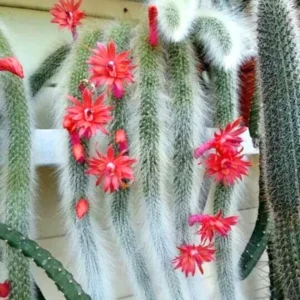 Monkey Tail Cactus Plant Live 6-8 Inch Rare Succulent Bareroot Trailing