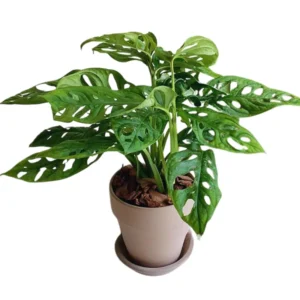 Monstera Live Plants Indoor - 6 Starter Plants in 4 Inch Pots