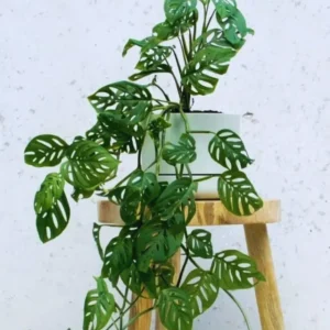 Monstera Live Plants Indoor - 6 Starter Plants in 4 Inch Pots