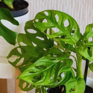 Monstera Live Starter Plants - 3-5 Inch Indoor Plants - Potted Monstera
