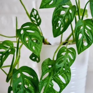 Monstera Live Starter Plants - 3-5 Inch Indoor Plants - Potted Monstera