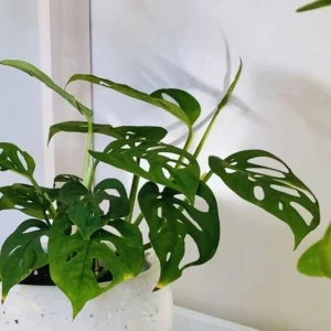 Monstera Live Starter Plants - 3-5 Inch Indoor Plants - Potted Monstera