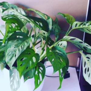 Monstera Live Starter Plants - 3-5 Inch Indoor Plants - Potted Monstera