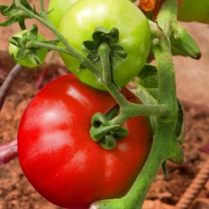 Mortgage Lifter Tomato Plant 2.5 Inch Vegetable Plant Starter