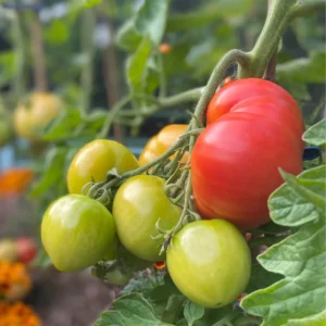 Mortgage Lifter Tomato Plant 2.5 Inch Vegetable Plant Starter