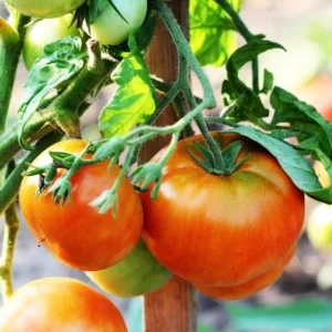 Mortgage Lifter Tomato Plant 2.5 Inch Vegetable Plant Starter