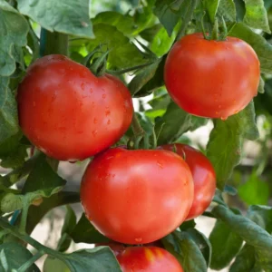 Mortgage Lifter Tomato Plant 2.5 Inch Vegetable Plant Starter