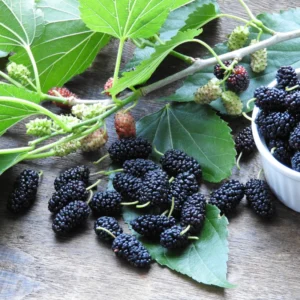 Mulberry Tree Live Plant - 5 to 9 Inches Tall - Edible Fruits