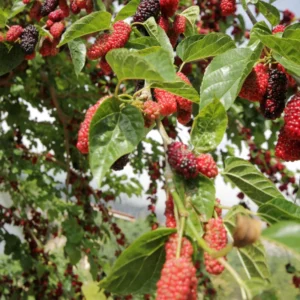 Mulberry Tree Live Plant - 5 to 9 Inches Tall - Edible Fruits