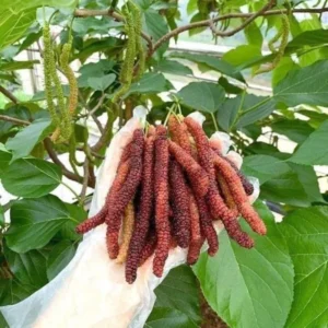 Mulberry Tree Live Plant - 5 to 9 Inches Tall - Edible Fruits