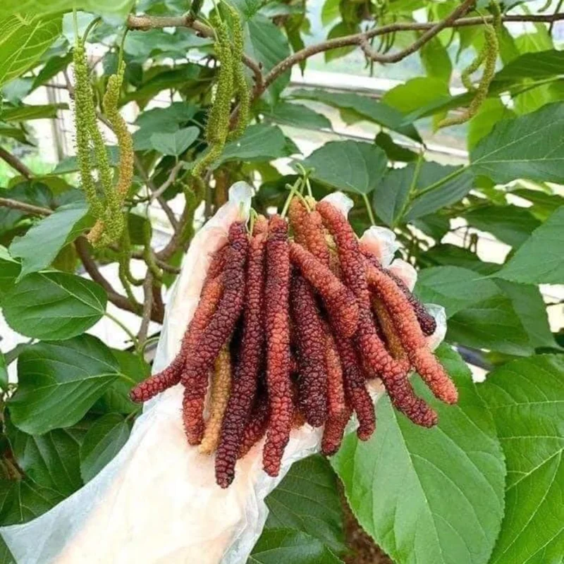 Mulberry Tree Live Plant - 5 to 9 Inches Tall - Edible Fruits
