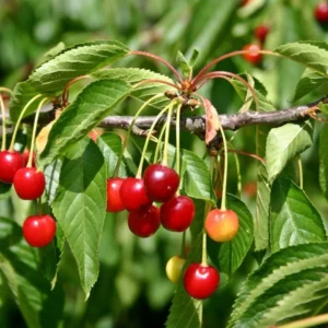Nanking Cherry Bush Live Plants Fruit Trees 1.5-2 Feet Tall Red