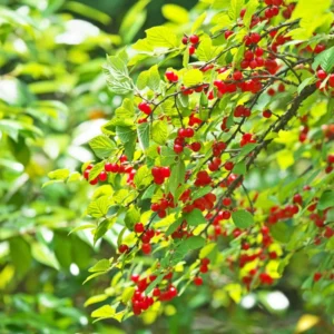 Nanking Cherry Bush Live Plants Fruit Trees 1.5-2 Feet Tall Red