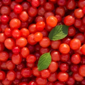 Nanking Cherry Bush Live Plants Fruit Trees 1.5-2 Feet Tall Red