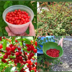 Nanking Cherry Bush Live Plants Fruit Trees 1.5-2 Feet Tall Red