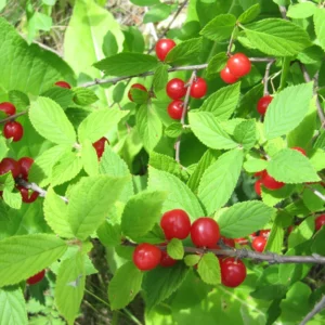 Nanking Cherry Bush Live Plants Fruit Trees 1.5-2 Feet Tall Red