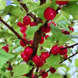 Nanking Cherry Plant Live Bush 1.5 to 2 Feet Tall Sweet Cherries