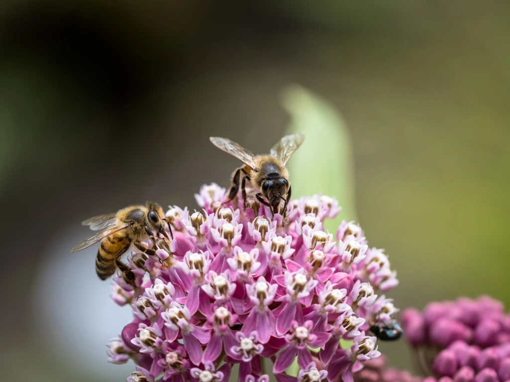 Native wildflowers