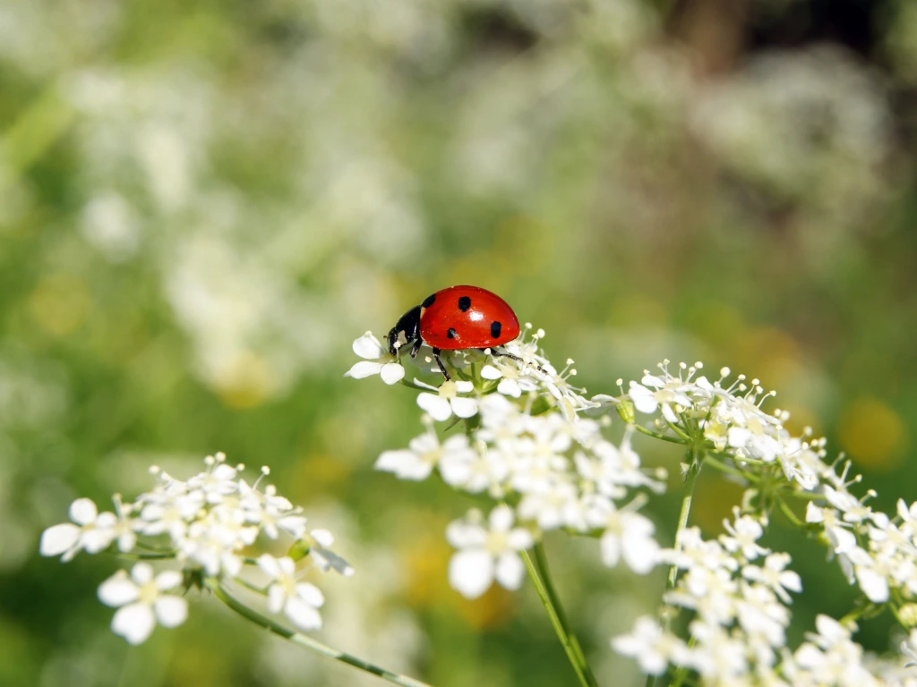 Natural garden with insects