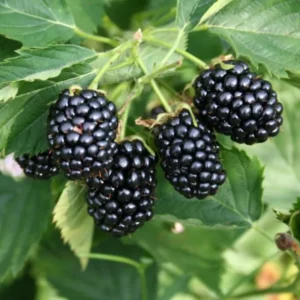 Navaho Thornless Blackberry Plants - Pack of 4 Everbearing High-Yield Bushes