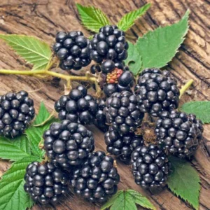 Navaho Thornless Blackberry Plants - Pack of 4 Everbearing High-Yield Bushes