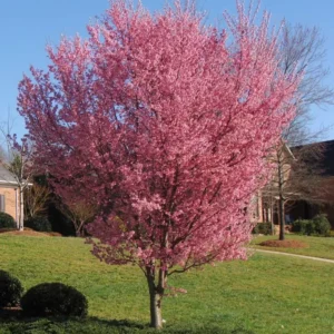 Okame Cherry Blossom Tree - 8 to 10 Inch Potted Plant