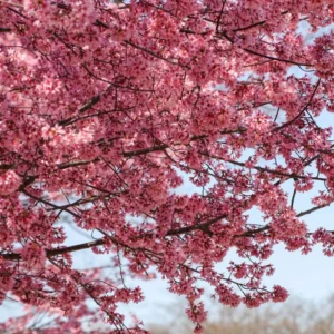 Okame Cherry Blossom Tree - 8 to 10 Inch Potted Plant