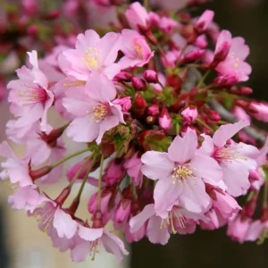 Okame Cherry Blossom Tree - 8 to 10 Inch Potted Plant