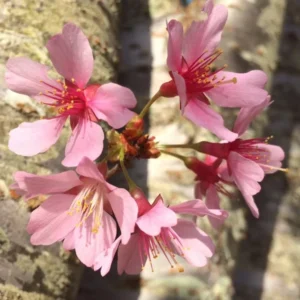 Okame Cherry Blossom Tree - 8 to 10 Inch Potted Plant