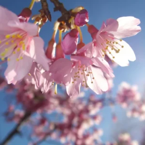 Okame Cherry Blossom Tree - 8 to 10 Inch Potted Plant