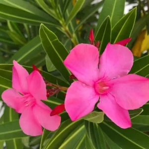 Oleander Plant 2-Pack Live Pink Shrub 4-6 Inch Outdoor Indoor Gardening