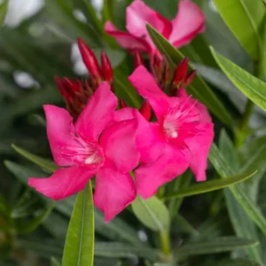 Oleander Plant 2-Pack Live Pink Shrub 4-6 Inch Outdoor Indoor Gardening