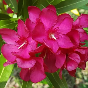 Oleander Plant 2-Pack Live Pink Shrub 4-6 Inch Outdoor Indoor Gardening