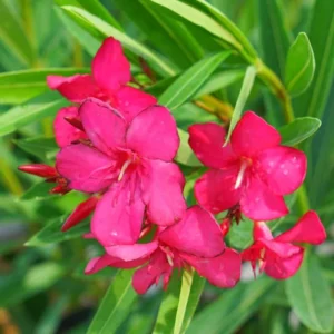 Oleander Plant 2-Pack Live Pink Shrub 4-6 Inch Outdoor Indoor Gardening