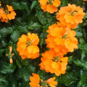 Orange Crossandra Live Plants - 4'' Pot Starter Crossandra Flowers