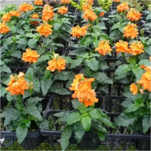 Orange Crossandra Live Plants - 4'' Pot Starter Crossandra Flowers