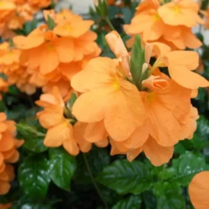 Orange Crossandra Live Plants - 4'' Pot Starter Crossandra Flowers