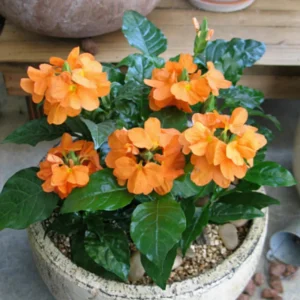 Orange Crossandra Plants Live - Set of 4 - 4 Inch Potted Garden Plants