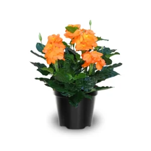 Orange Crossandra Plants Live - Set of 4 - 4 Inch Potted Garden Plants