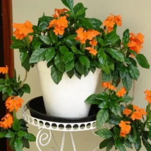 Orange Crossandra Plants Live - Set of 4 - 4 Inch Potted Garden Plants