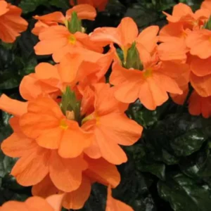 Orange Crossandra Plants Live - Set of 4 - 4 Inch Potted Garden Plants
